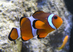 Marlin, Coral, and Nemo are clownfish in the film. This is a real clownfish in a zoo aquarium.