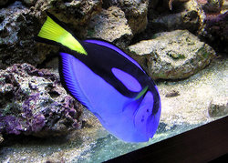 The character Dory is a Regal Tang fish. This picture, taken in a zoo aquarium, shows the astonishing blue of the real fish.